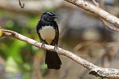 Willie-wagtail